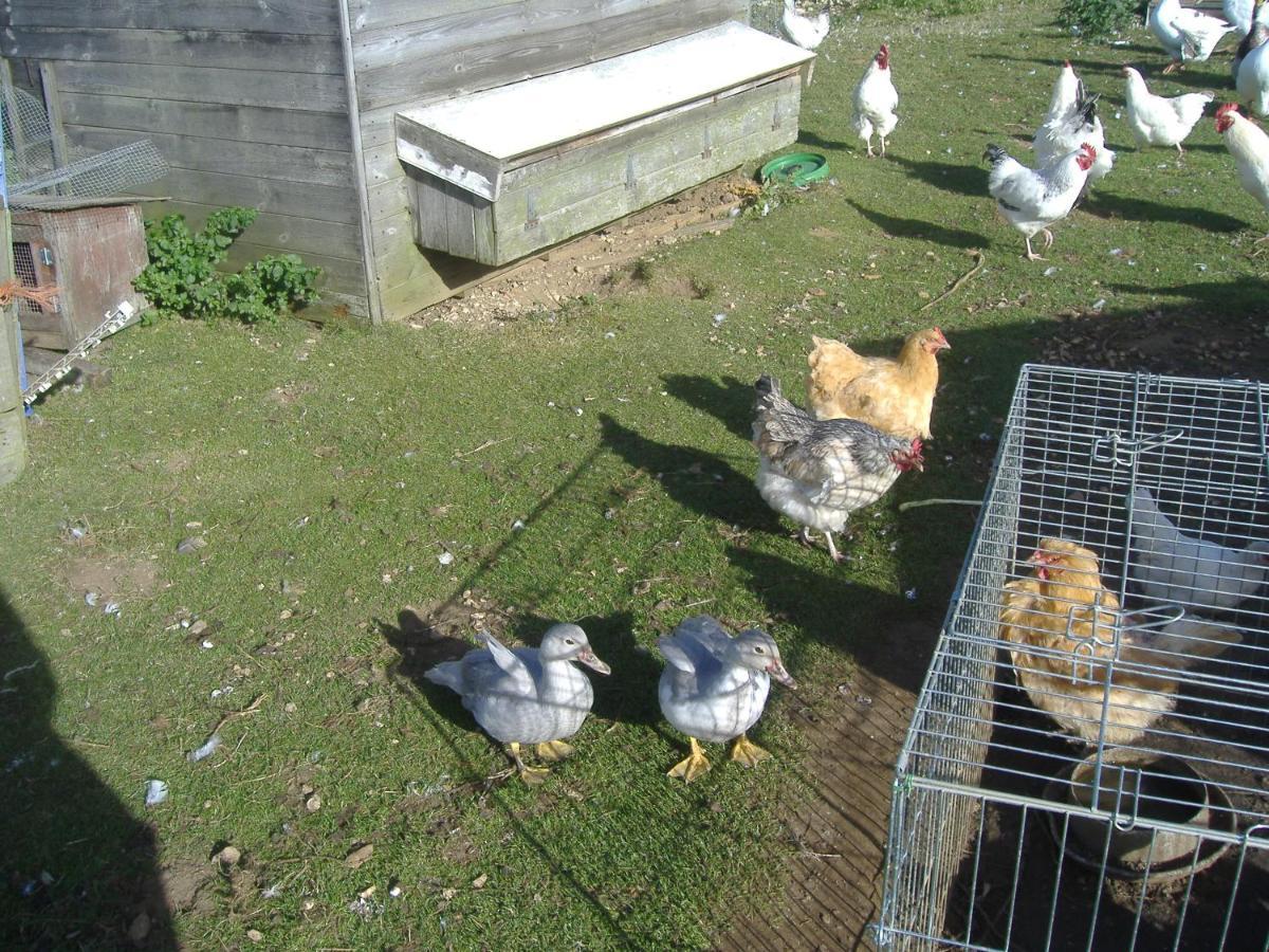 スカーバラ South Moor Farm Bed & Breakfast エクステリア 写真